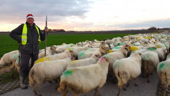 Nieuwjaarswandeling met schapen naar de stal in Middelburg.