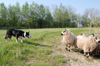 Schapendrijven met onze schapen in Axel.